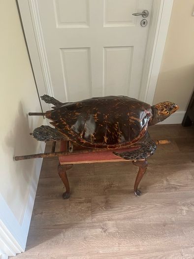 Antique Rare Large Taxidermy Hawksbill Sea Turtle