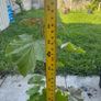 plant Image 2