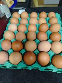 free range eggs