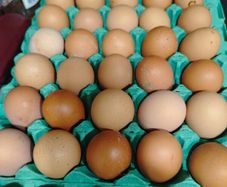 free range eggs