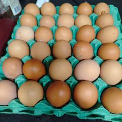 free range eggs