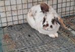 rabbit