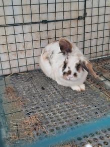rabbit