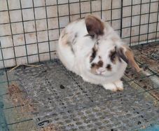 rabbit