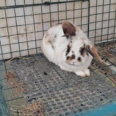 rabbit