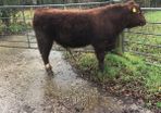 Shorthorn pedigree bull