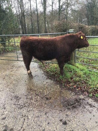 Shorthorn pedigree bull