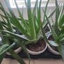 Aloe Vera plants Image 2
