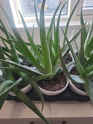 Aloe Vera plants