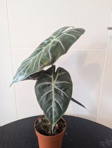 Plant
