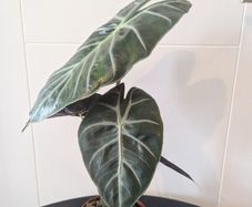 Plant
