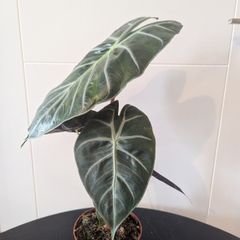 Plant