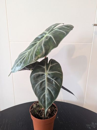 Plant