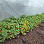 Nasturtium Seeds Image 9