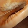 Pair Of Vintage Conch Shells Image 4