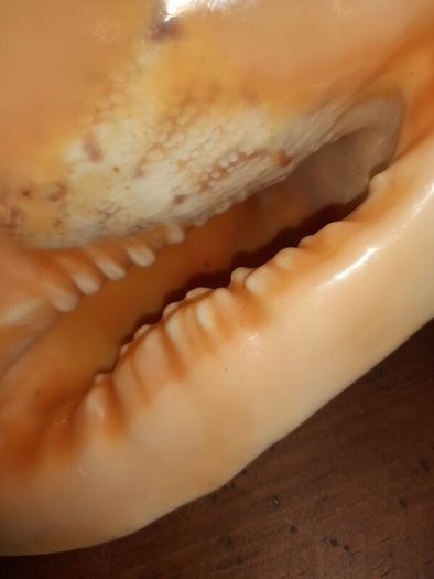 Pair Of Vintage Conch Shells
