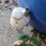 brake master cylinder Image 2