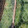 Hen / animal run Image 8