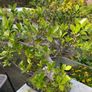 Bonsai Tree Mature Ficus Retusa Image 2