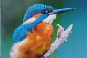 A Guide To Birds