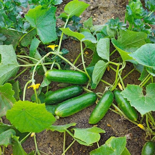 Organic Courgettes and Cucumbers.
