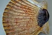 Large Scallop Shell Ceramic Plate