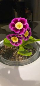 primula auricula