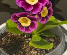 primula auricula