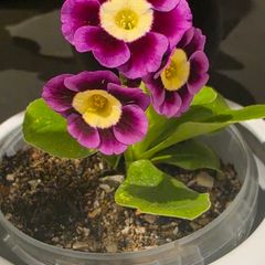 primula auricula