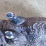 Pig Figure  Wild Boar Figurines Realistic Pig Solid Plastic Vietnamese Pig Lifelike Animal Figurine Image 7