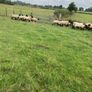 Ewe Hoggets Image 3