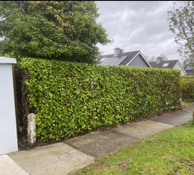 Professional Garden Maintenance - Dublin & North Wicklow