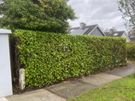 Professional Garden Maintenance - Dublin & North Wicklow Image 9