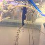 Black Ghost Knife fish Image 3