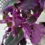 GYNURA "Purple passion" House plant Image 4