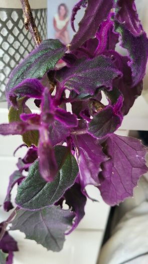 GYNURA "Purple passion" House plant