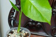 No.5 Monstera Green On Green