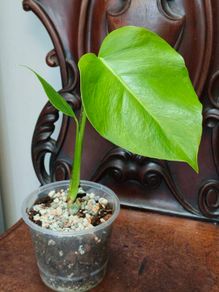 No.5 Monstera Green On Green