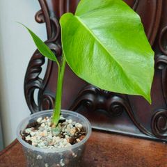 No.5 Monstera Green On Green