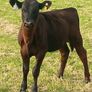 Beef Cattlr Image 10