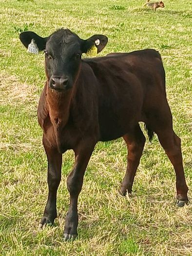 Beef Cattlr