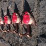 Set Of Four Robin Bird Hooks Hand-Painted Image 3