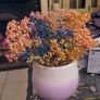 Pottery Flower Pot - Dried Flowers included. Image 4