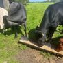 Ewe lambs Image 6