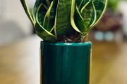 Sansevieria Mix in 9cm decorative pot