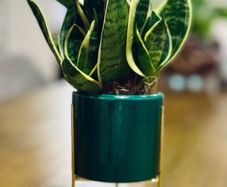 Sansevieria Mix in 9cm decorative pot