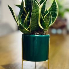 Sansevieria Mix in 9cm decorative pot