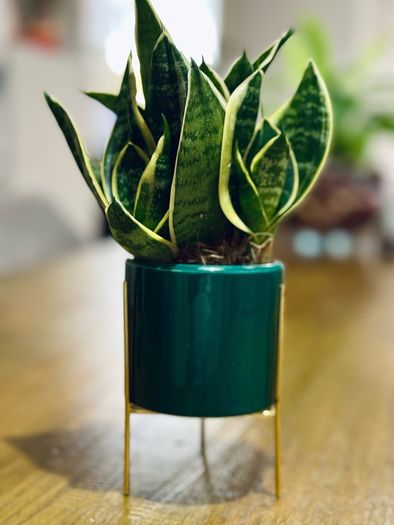 Sansevieria Mix in 9cm decorative pot