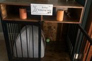 dog crate