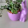 Tradescantia Callisia mini ''Pink Panther and Turtle Vine''  Very cute miniature Tradescantia Image 5